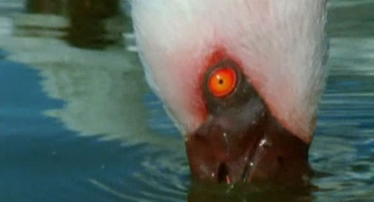 野性非洲 Wild Africa