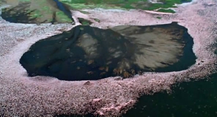 野性非洲 Wild Africa