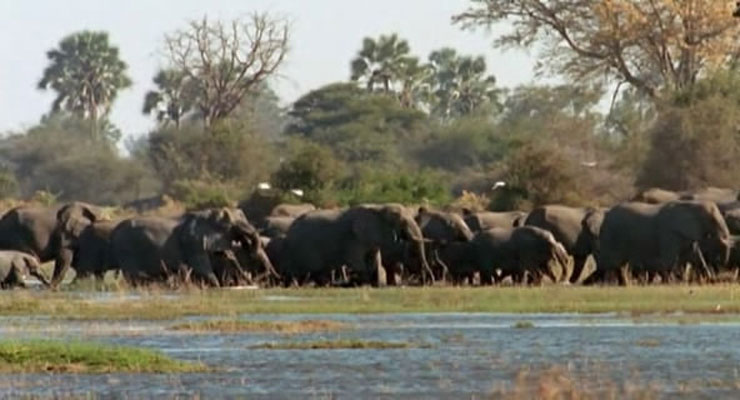 野性非洲 Wild Africa