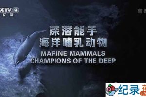 央视野生动物纪录片《深潜能手 – 海洋哺乳动物》全1集 TS/蓝光高清纪录片资源百度云盘下载