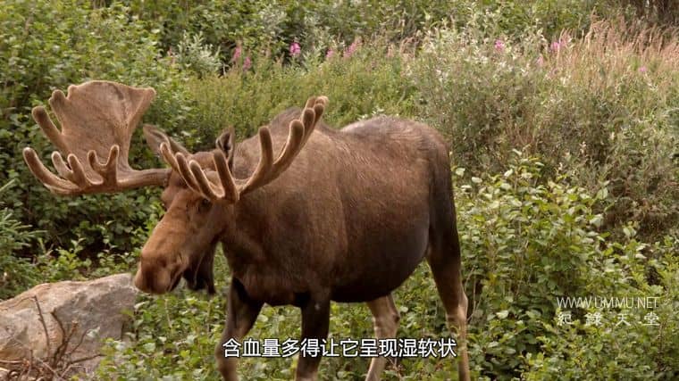 阿拉斯加生存战 Alaska's Grizzly Gauntlet