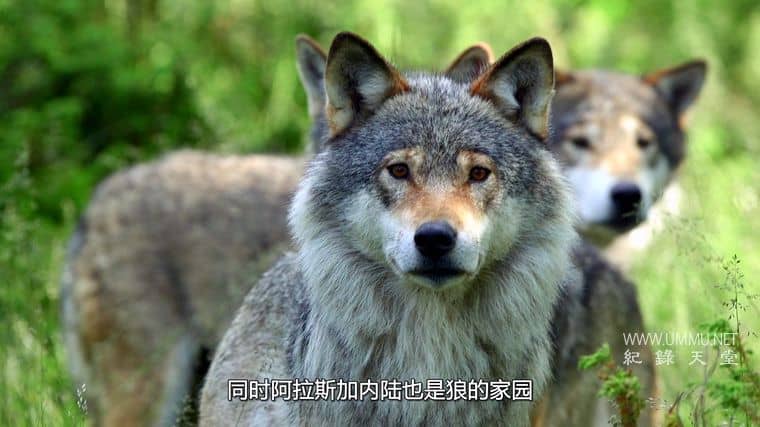 阿拉斯加生存战 Alaska's Grizzly Gauntlet