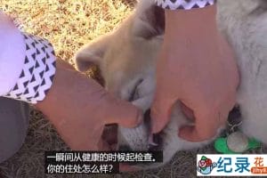 趣味动物行为纪录片《TV动物农场 短视频版》第13季中字 1080高清纪录片解说素材百度云盘下载