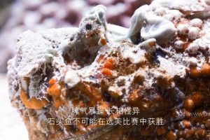 72 大危险动物：亚洲篇 72 Dangerous Animals: Asia