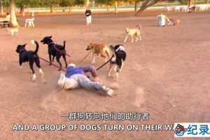 离奇作死事件纪录片《1000种死法 1000 Ways to Die》第2季全12集中字 纪录片解说素材百度云盘下载 1080/MKV/23G