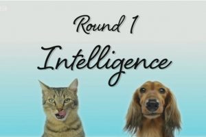 喵汪大比拼 cats v dogs which is best