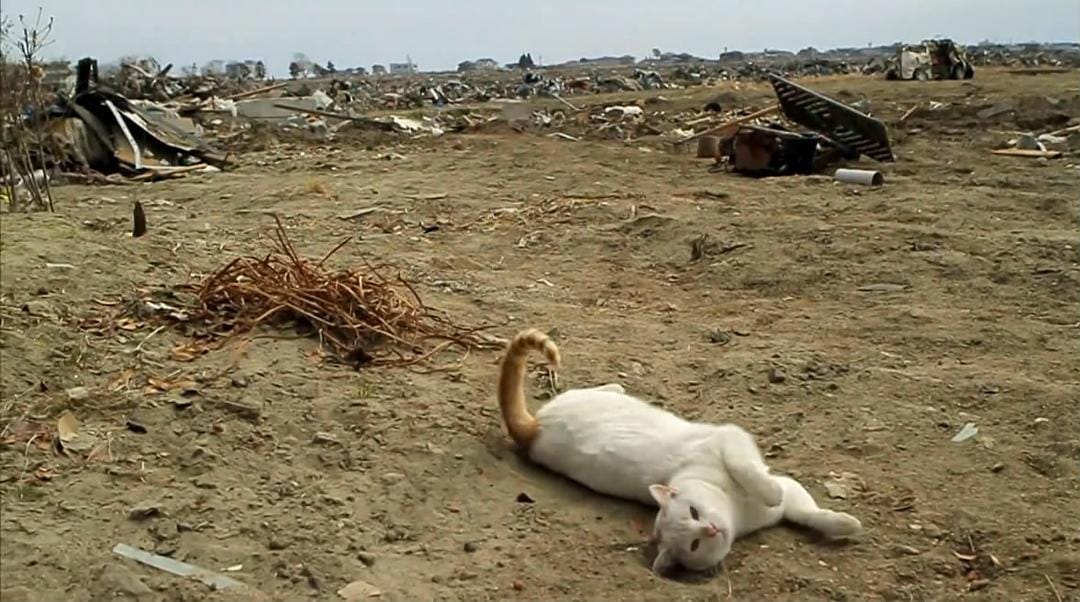 海啸与樱花 The Tsunami and the Cherry Blossom