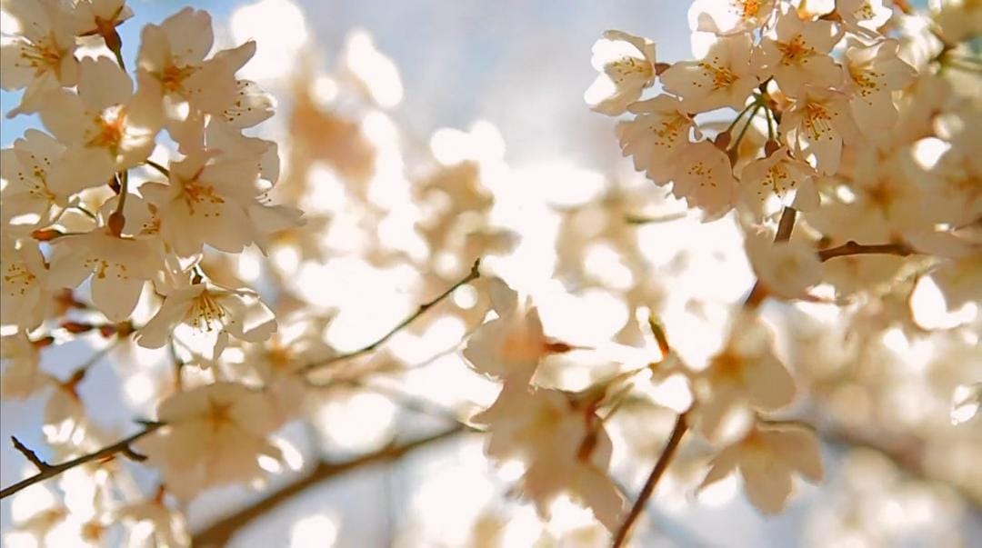海啸与樱花 The Tsunami and the Cherry Blossom