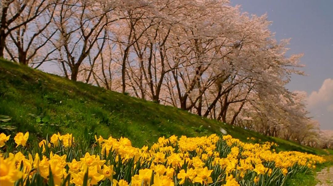 海啸与樱花 The Tsunami and the Cherry Blossom