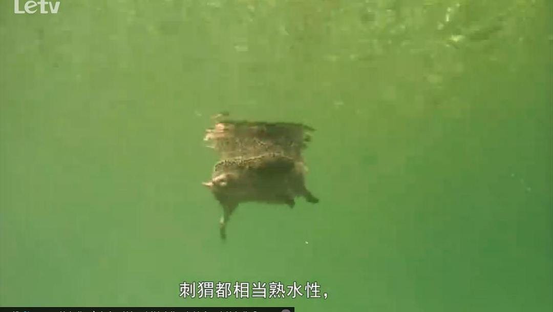 刺猬的一年 The Year of the Hedgehog