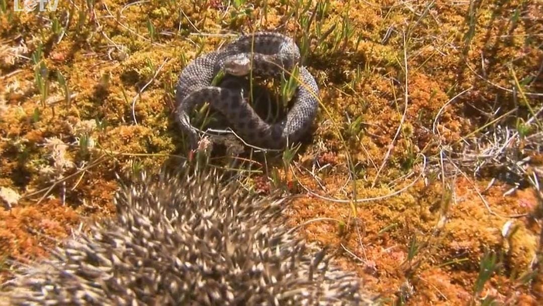 刺猬的一年 The Year of the Hedgehog