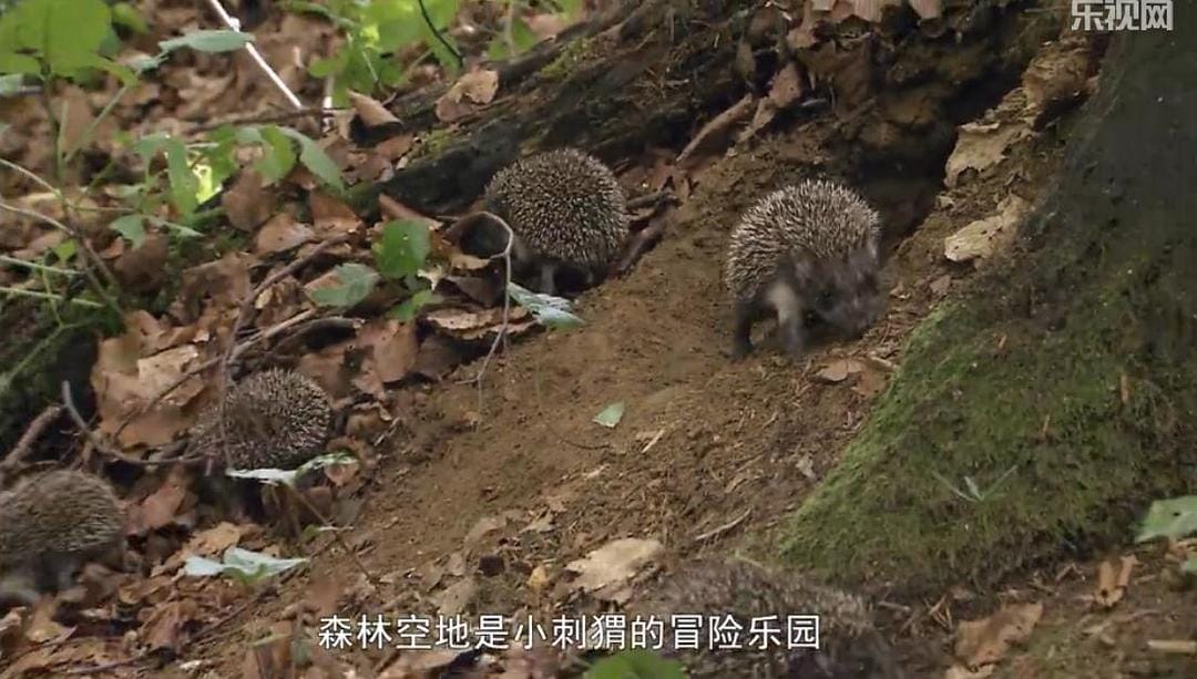 刺猬的一年 The Year of the Hedgehog