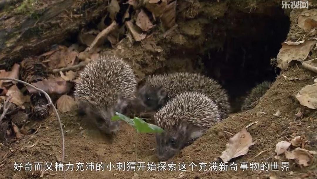 刺猬的一年 The Year of the Hedgehog