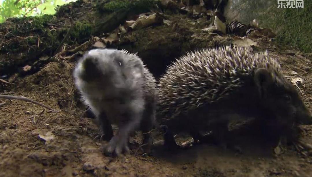 刺猬的一年 The Year of the Hedgehog