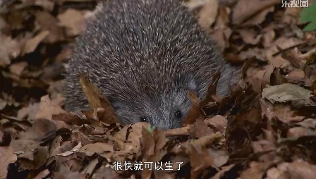 刺猬的一年 The Year of the Hedgehog