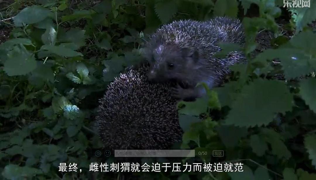 刺猬的一年 The Year of the Hedgehog