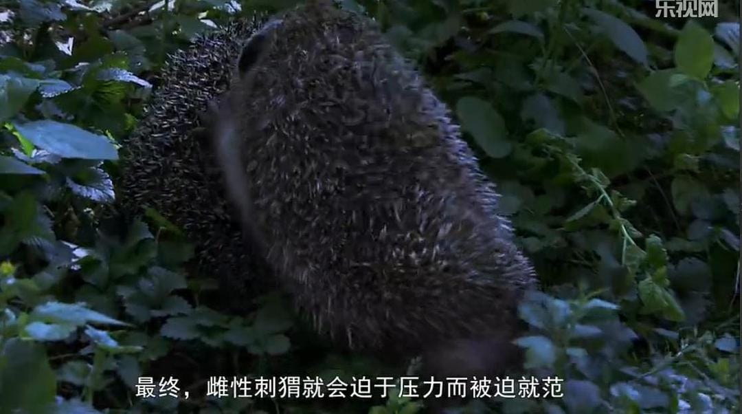 刺猬的一年 The Year of the Hedgehog