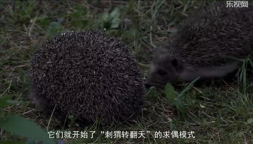 刺猬的一年 The Year of the Hedgehog