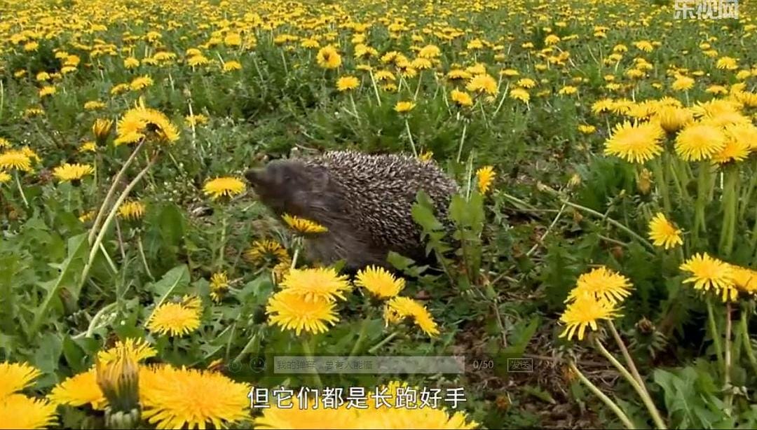 刺猬的一年 The Year of the Hedgehog