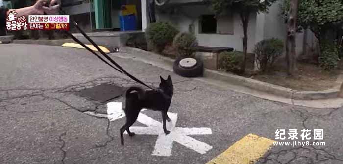 趣味动物行为纪录片《TV动物农场 短视频版》第12季中字 1080高清纪录片解说素材百度云盘下载