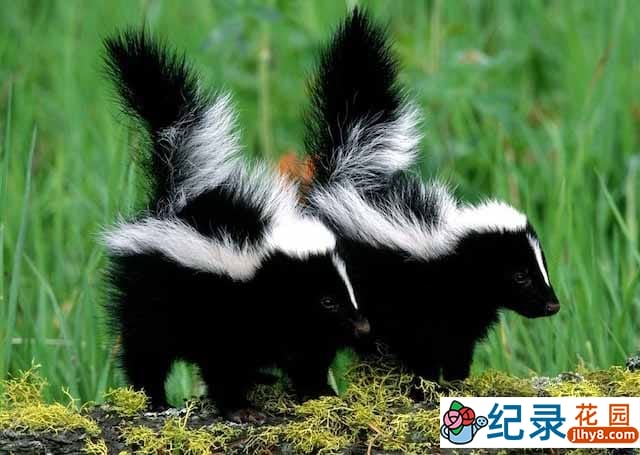 央视野生动物纪录片《动物臭气排行榜》全1集 720P/1080i高清纪录片资源百度云盘下载