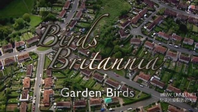 不列颠鸟类 园林鸟类 Birds Britannia Garden Birds
