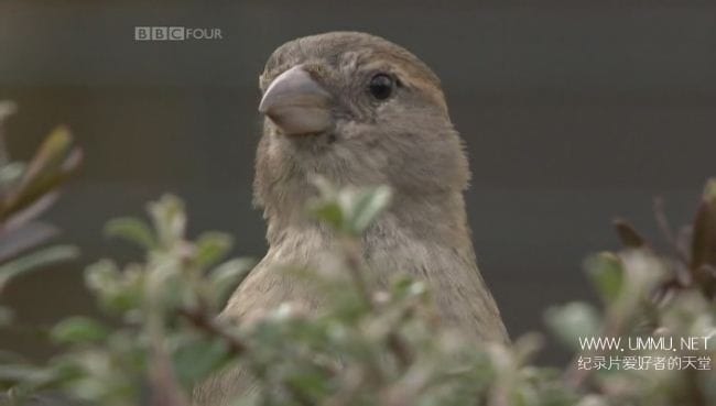 不列颠鸟类 园林鸟类 Birds Britannia Garden Birds