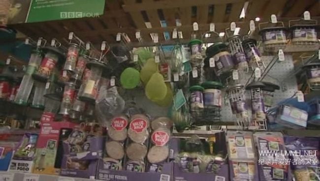 不列颠鸟类 园林鸟类 Birds Britannia Garden Birds