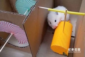 宠物趣味行为纪录片《小仓鼠闯迷宫》第3季原版无字 1080P高清自媒体解说素材百度云盘下载