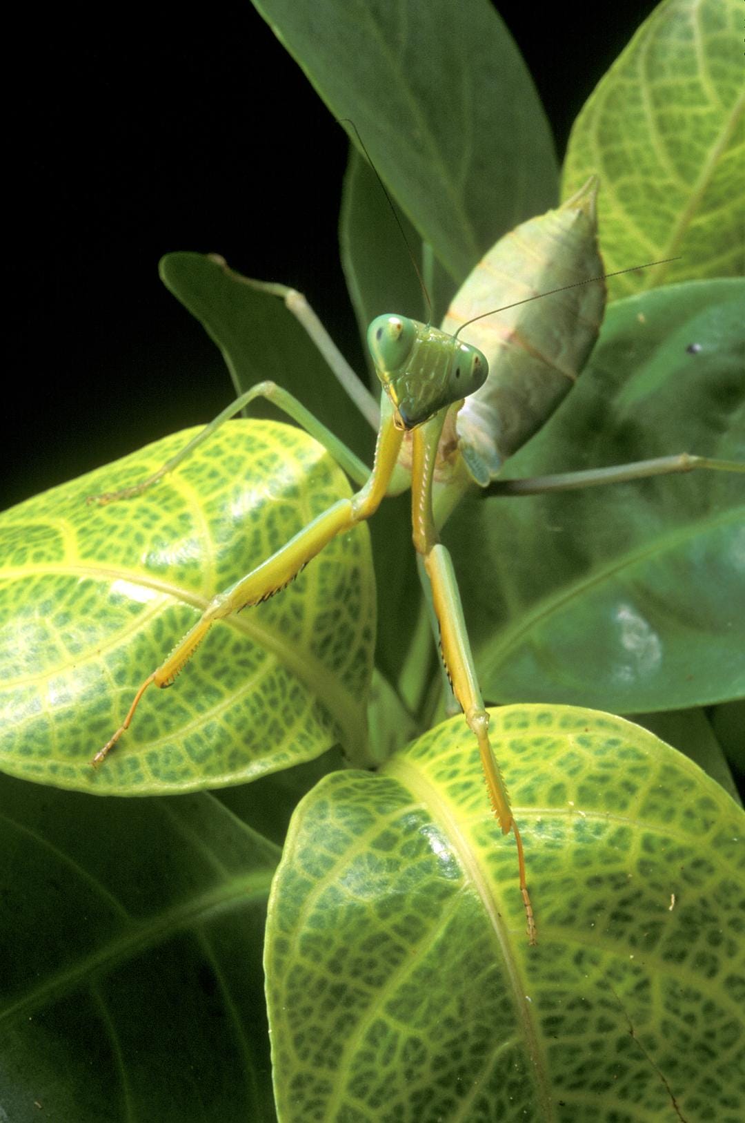 虫子：热带雨林冒险 Bugs!: A Rainforest Adventure