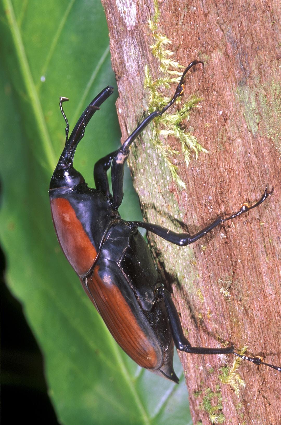 虫子：热带雨林冒险 Bugs!: A Rainforest Adventure