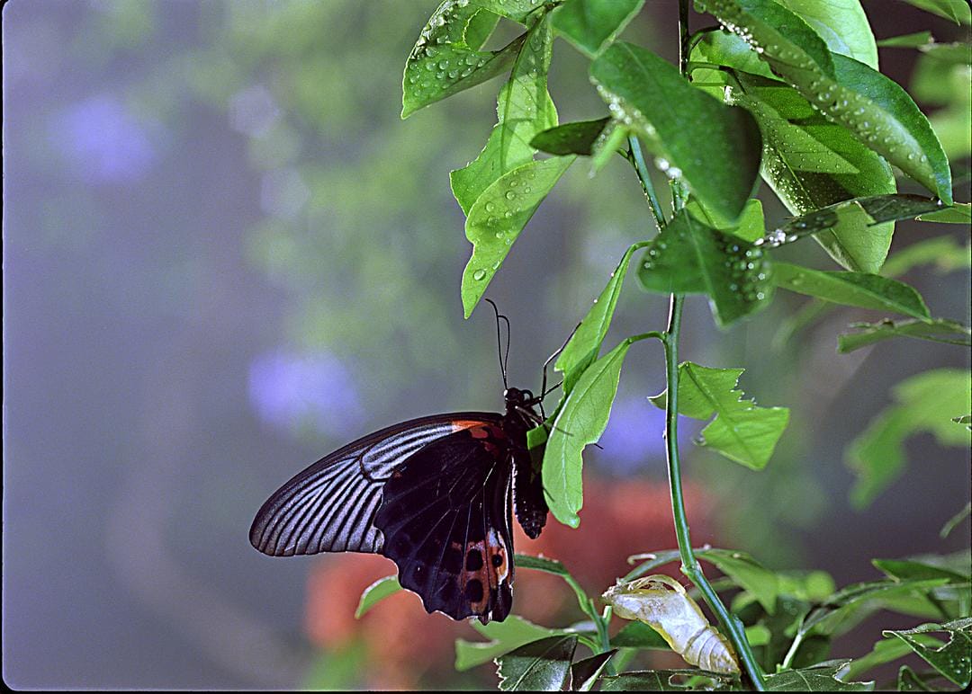 虫子：热带雨林冒险 Bugs!: A Rainforest Adventure