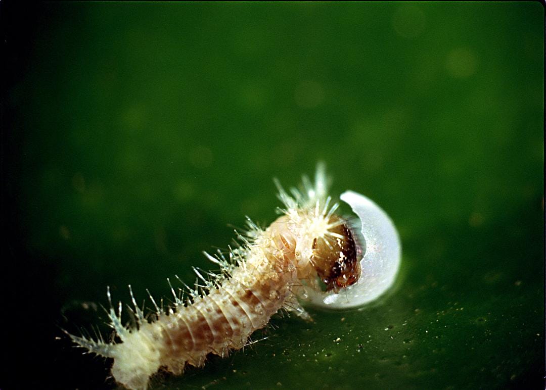 虫子：热带雨林冒险 Bugs!: A Rainforest Adventure