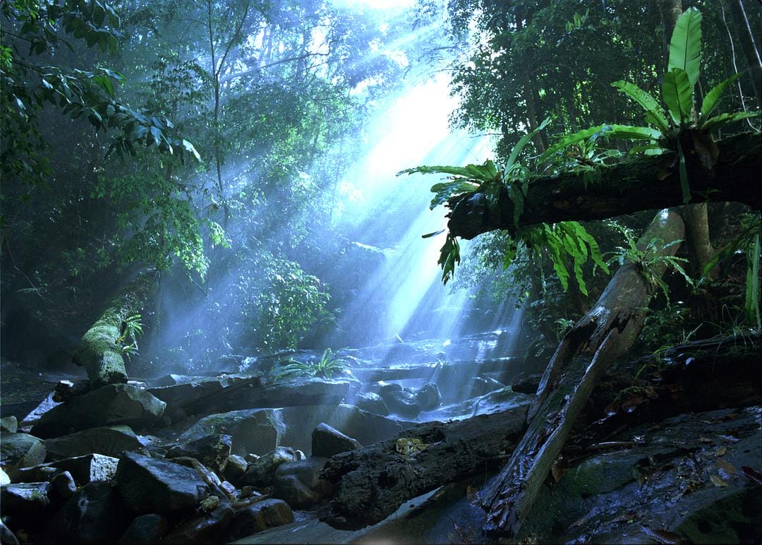 虫子：热带雨林冒险 Bugs!: A Rainforest Adventure