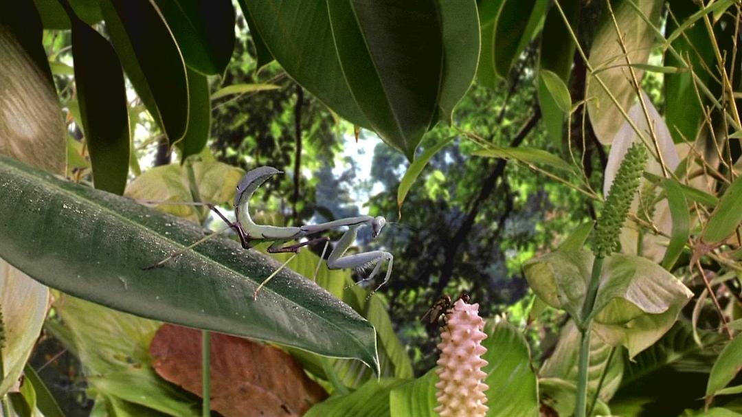 虫子：热带雨林冒险 Bugs!: A Rainforest Adventure