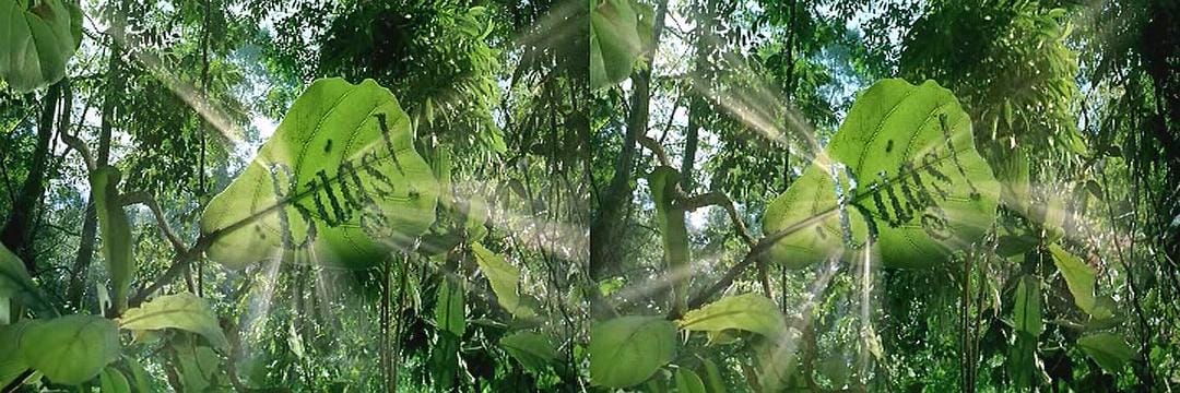 虫子：热带雨林冒险 Bugs!: A Rainforest Adventure