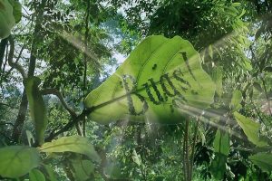 虫子：热带雨林冒险 Bugs!: A Rainforest Adventure