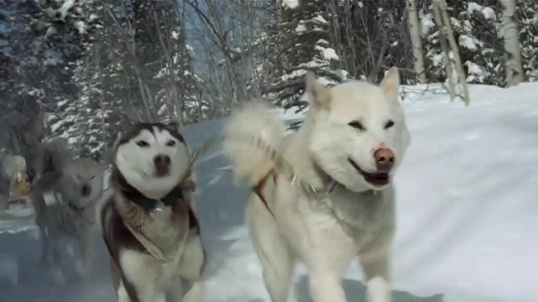 最后的猎人 Le dernier trappeur