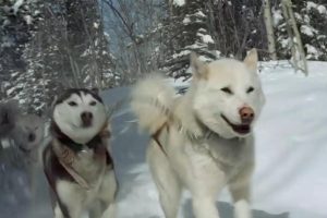 最后的猎人 Le dernier trappeur