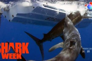 巨型灰鲭鲨黎明 Dawn of the Monster Mako