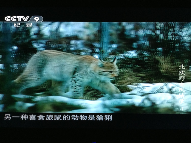 北欧野生风情录 Nordic Wild