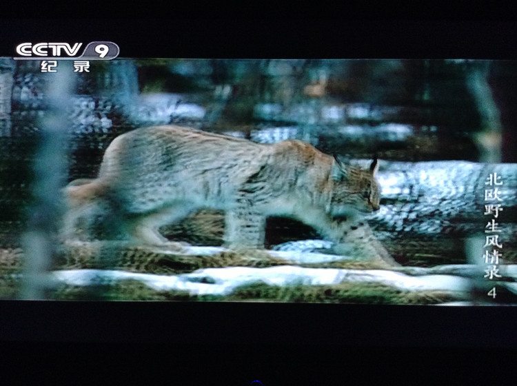 北欧野生风情录 Nordic Wild