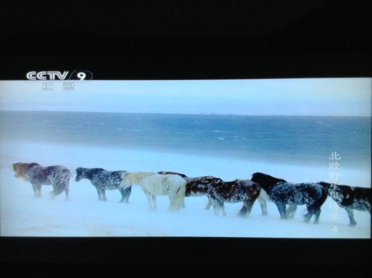 北欧野生风情录 Nordic Wild