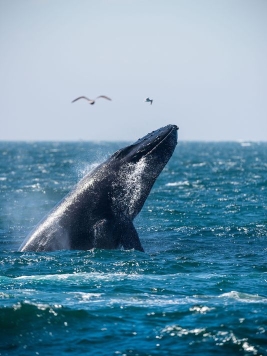 深蓝海洋 Big Blue Live