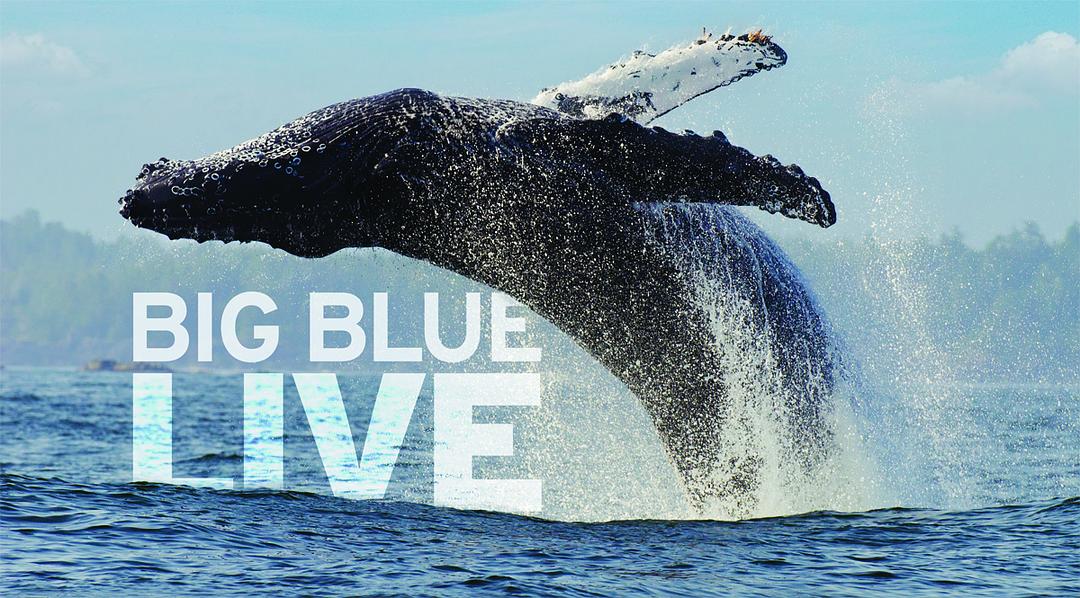 深蓝海洋 Big Blue Live