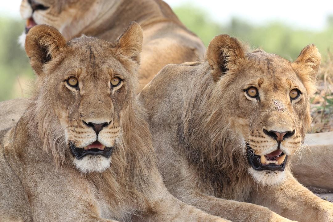 地球上的一年 A Year on Planet Earth