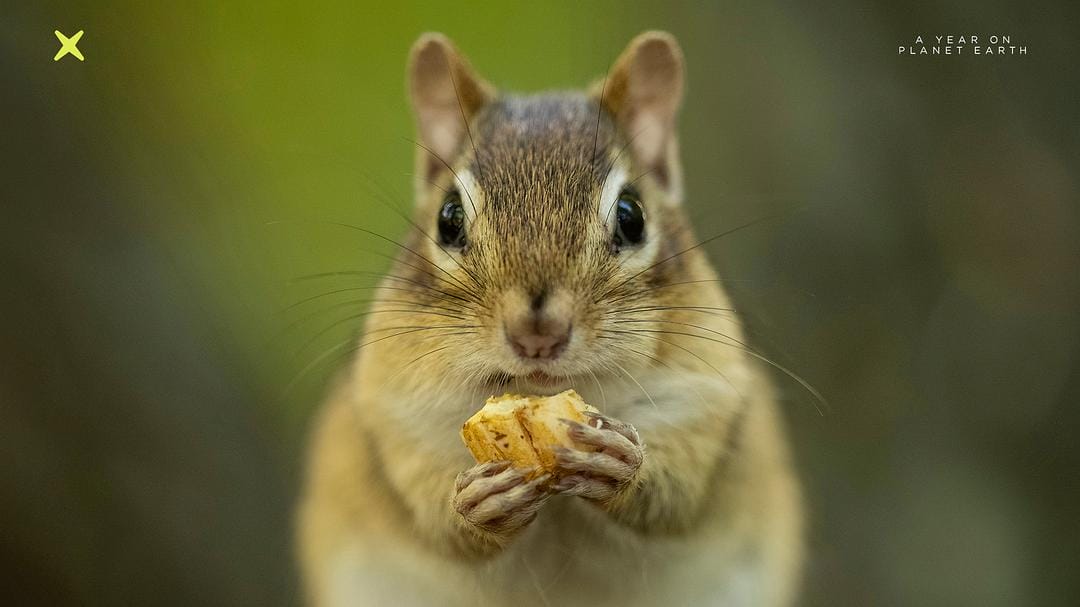 地球上的一年 A Year on Planet Earth