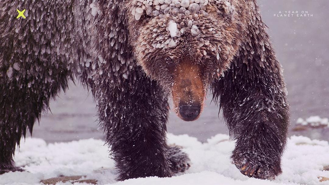 地球上的一年 A Year on Planet Earth