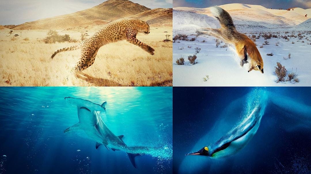 地球上的一年 A Year on Planet Earth