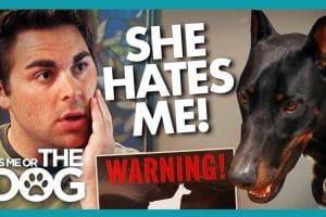 生活妙招纪录片《调教宠物狗技巧》第1季全20集中字 纪录片解说素材百度云盘下载 1080/MP4/49.4G